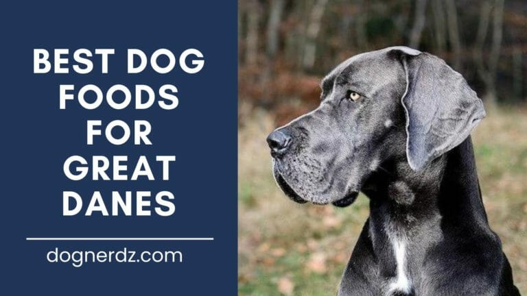 7 Best Dog Foods for Great Danes in 2022