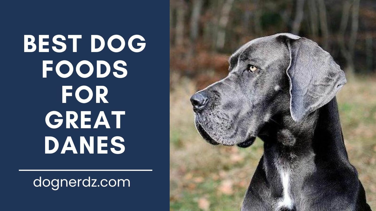 review of the best dog foods for great danes