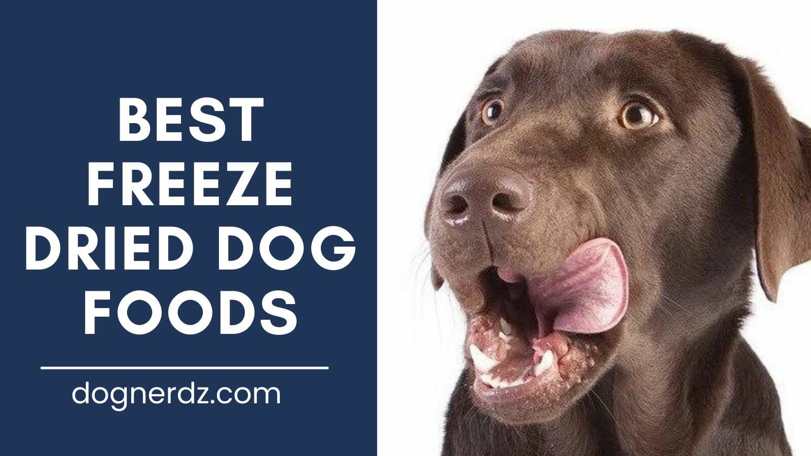 review of best freeze dried dog food