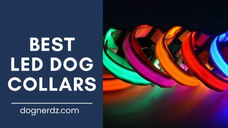 6 Best LED Dog Collars in 2023