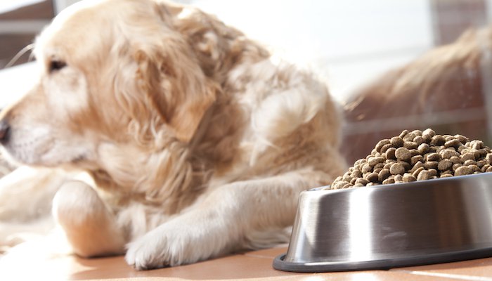 Best Tasting Dog Food for Picky Eaters