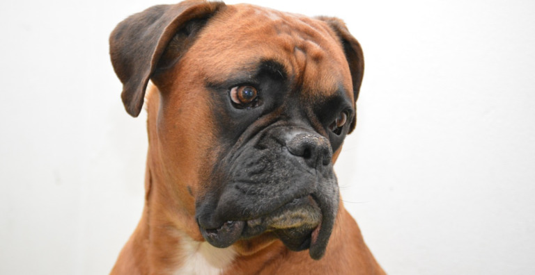 brown boxer on white background