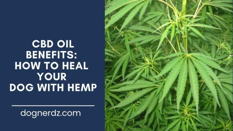 CBD Oil Benefits: How to Heal Your Dog With Hemp
