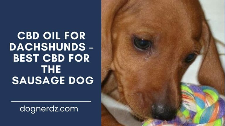 guide to cbd oil for dachshunds – best cbd for the sausage dog