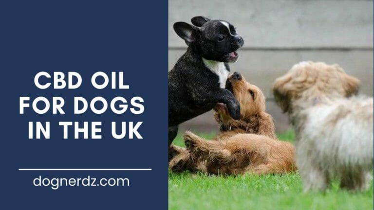 guide for cbd oil for dogs in the uk