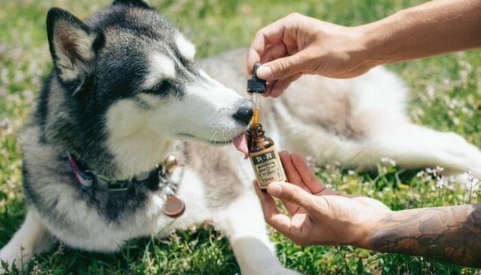 man using cbd oil to treat dog with a tumor