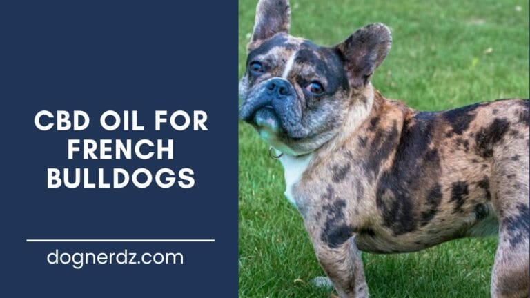 CBD Oil for French Bulldogs