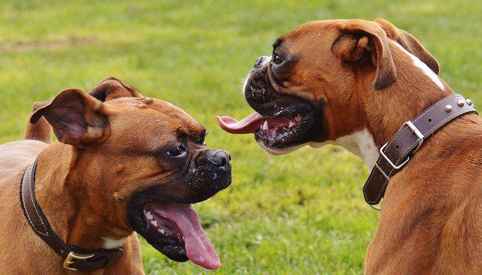 10 Best Dog Food for Boxers in 2022