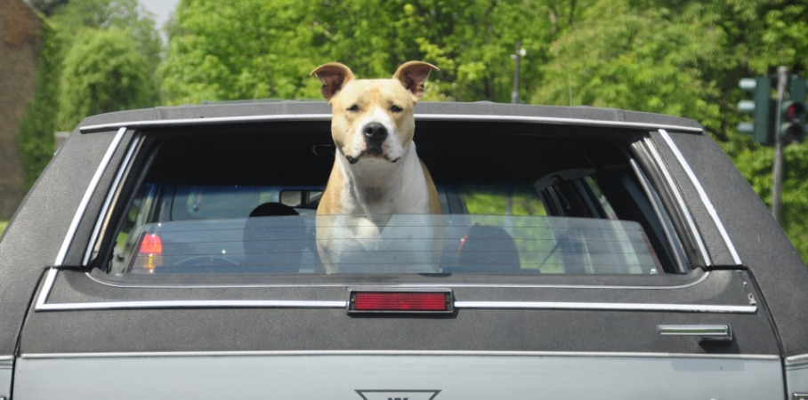 dog looking out at the rear window of a car