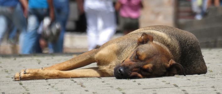 dog-sleeping-in-the-pavement-on-a-hot-day