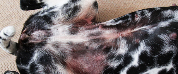 dog with skin allergies shown in its bellies
