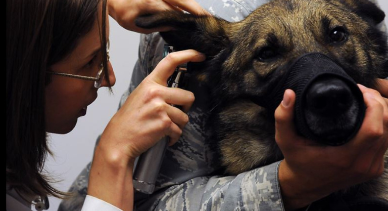 dog's ears being checked by a vet