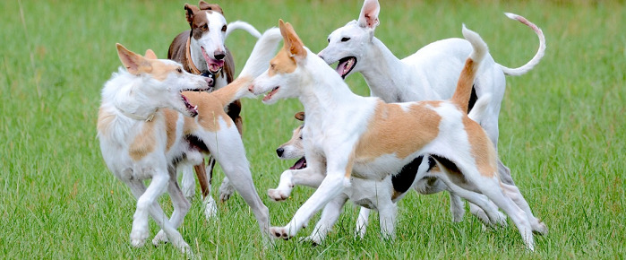 dogs playing in the grass field