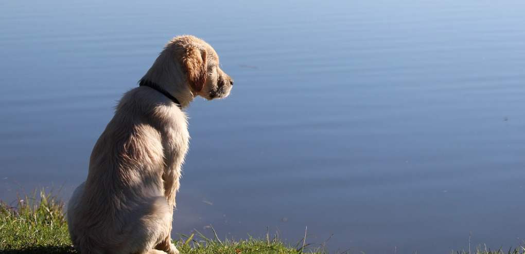golden-retriever-remiscing-by-the-lake-side