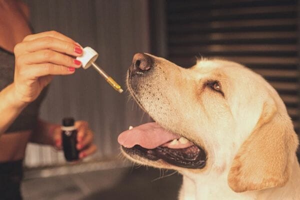 labrador retriever dog taking up cbd oil