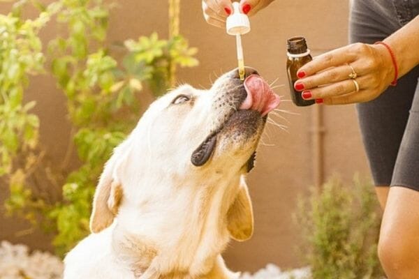 labrador retriever licking up cbd oil
