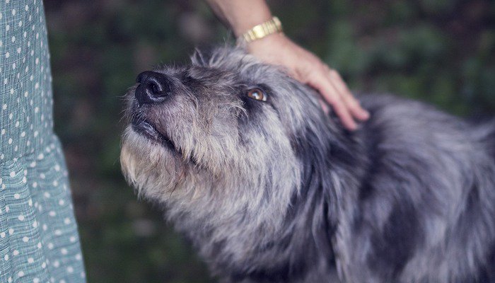 10 Most Loyal Dog Breeds