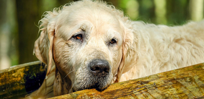 old and wet golden retriever