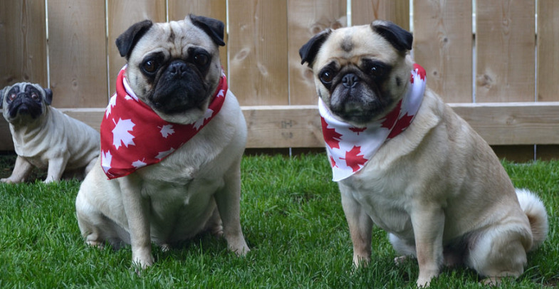 pugs wearing scarfs of the canadian flag pattern
