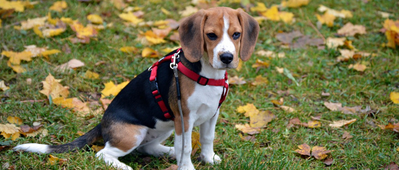 puppy beagle sitting down in the grass with a harness