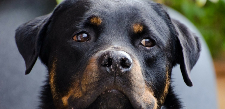 CBD Oil for Rottweilers That Gives the Best Relief