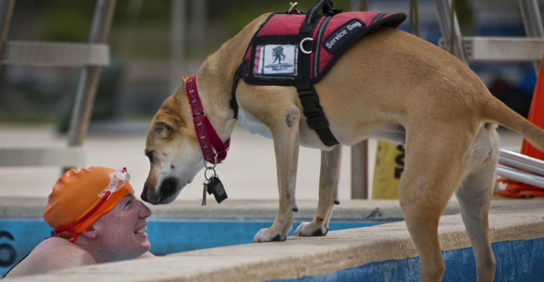 service dog of the handicapped swimmer