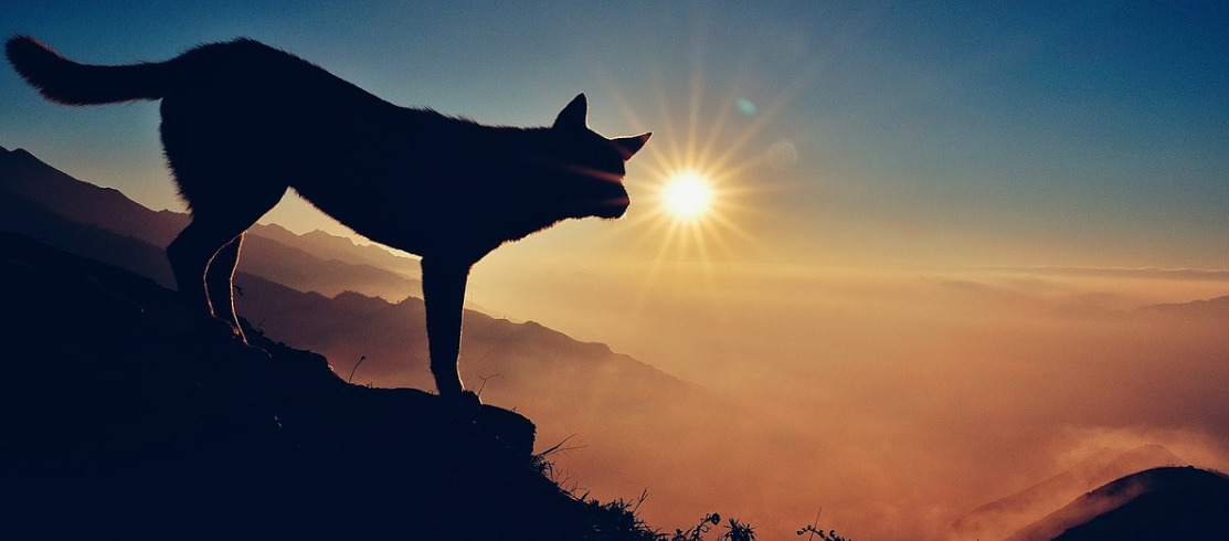 silhouette of a dog climbing down on a hill in the sunset