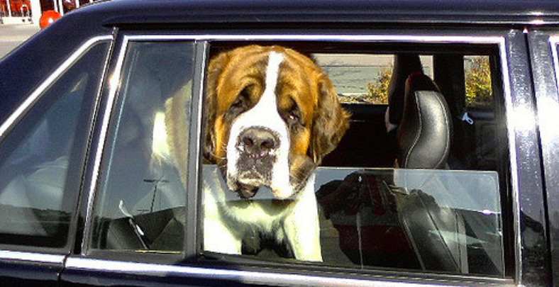 st bernard dog inside the car looking out