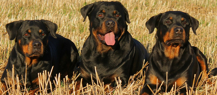 three rottweilers resting on dry grass