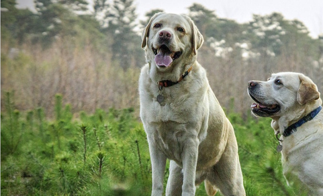 two-labradors-strolling-by-the-forest-taking-a-pose