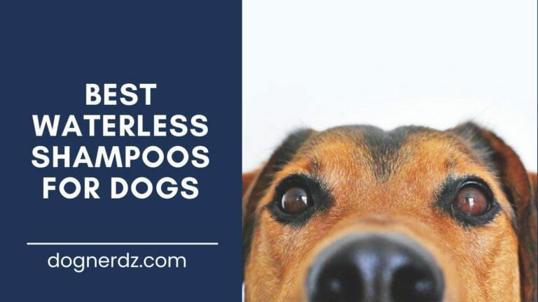 review of the best waterless shampoos for dogs