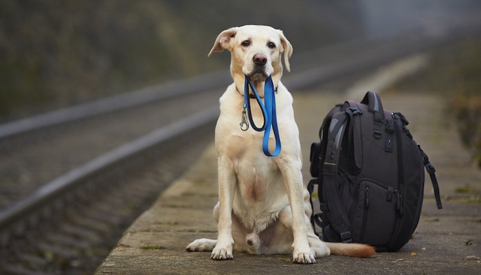 Backpacking with Dogs Ultimate Guide