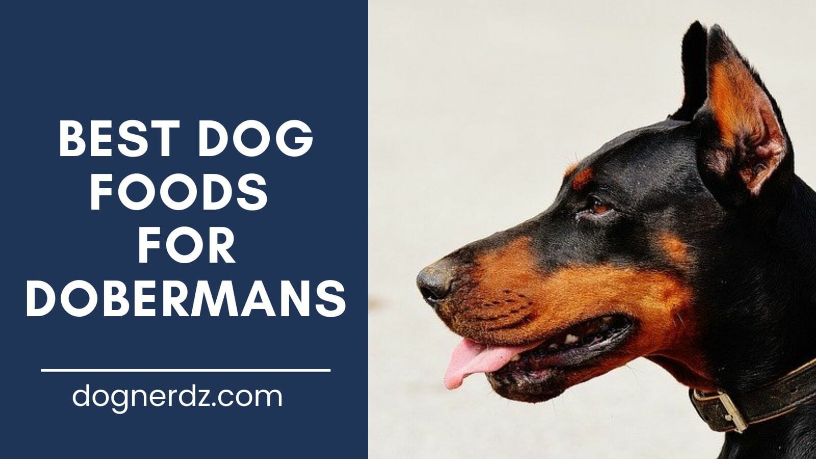 review of the best dog foods for dobermans