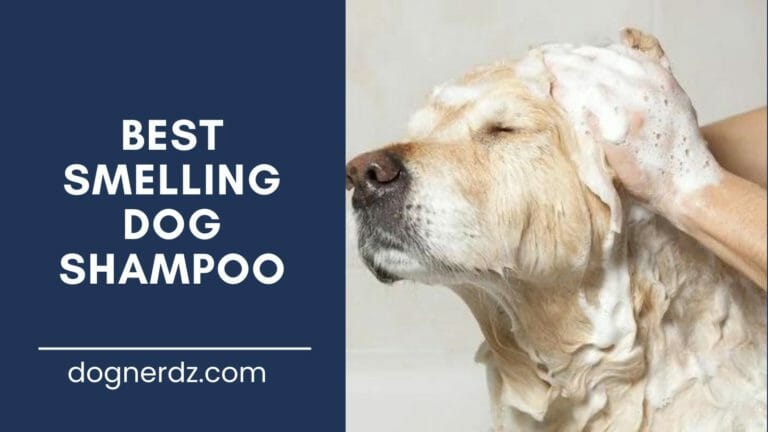 10 Best Smelling Dog Shampoo in 2022 for a Fresh-Smelling and Good-Looking Pupper!