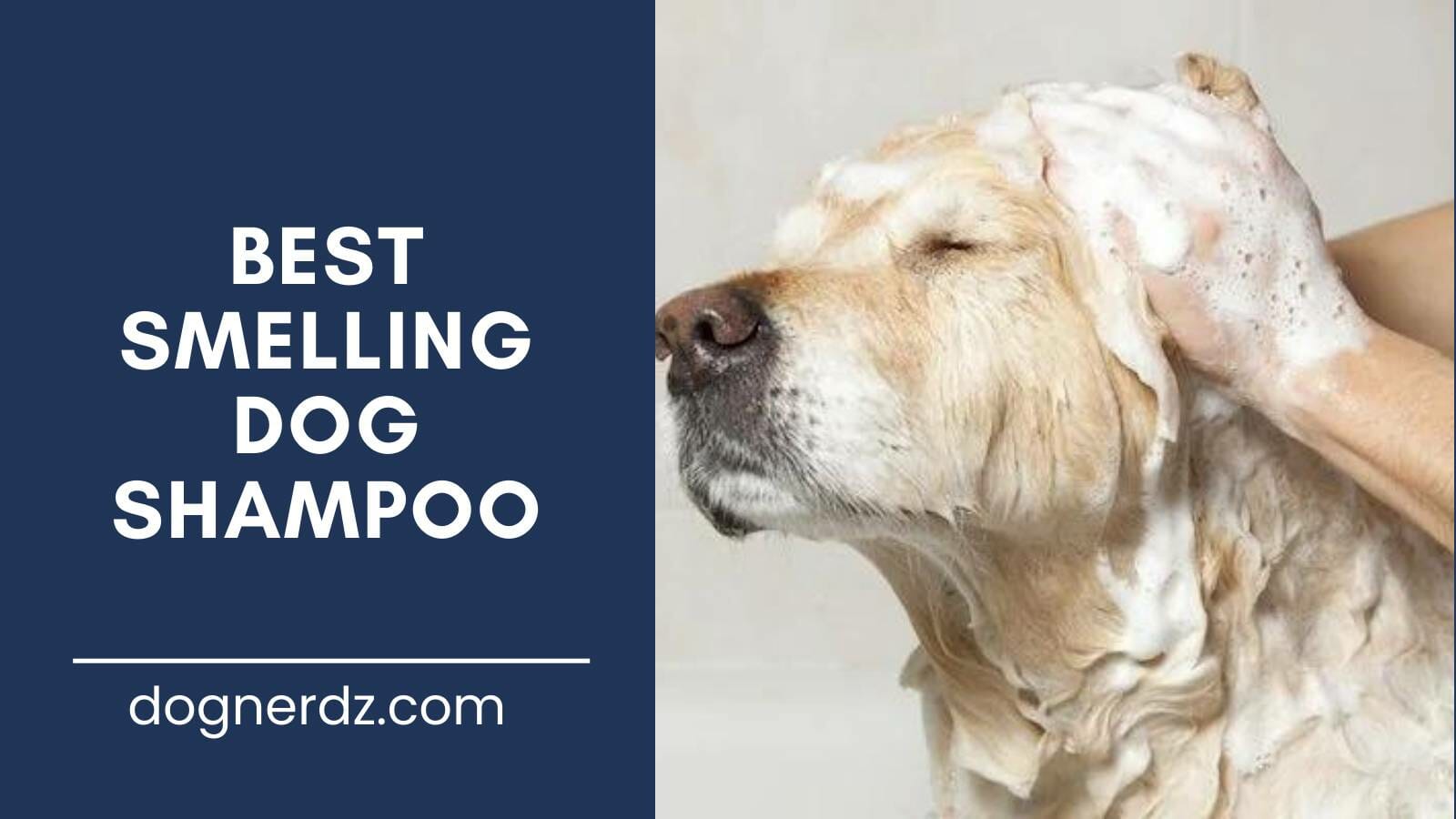 review of the best smelling dog shampoo