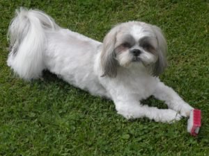 Tips for Shih Tzus with Skin Allergies