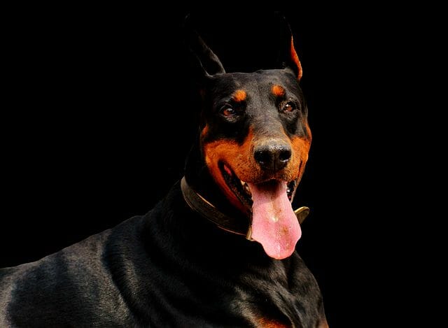 doberman with a high quality diet