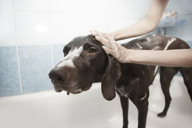 pet using great smelling shampoo while bathing
