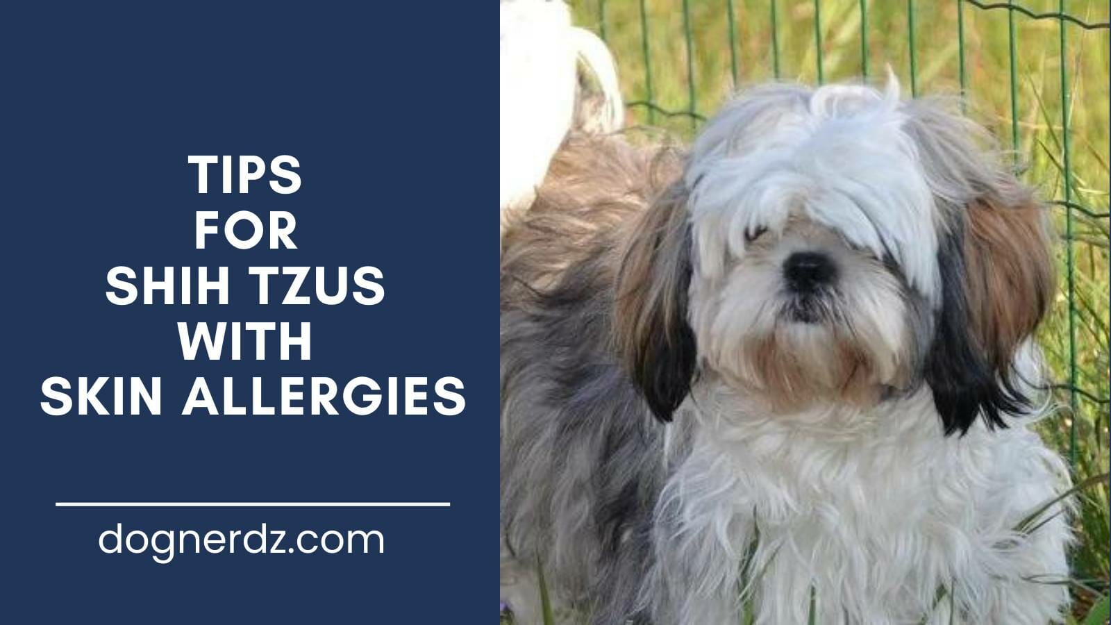 guide on tips for shih tzus with skin allergies