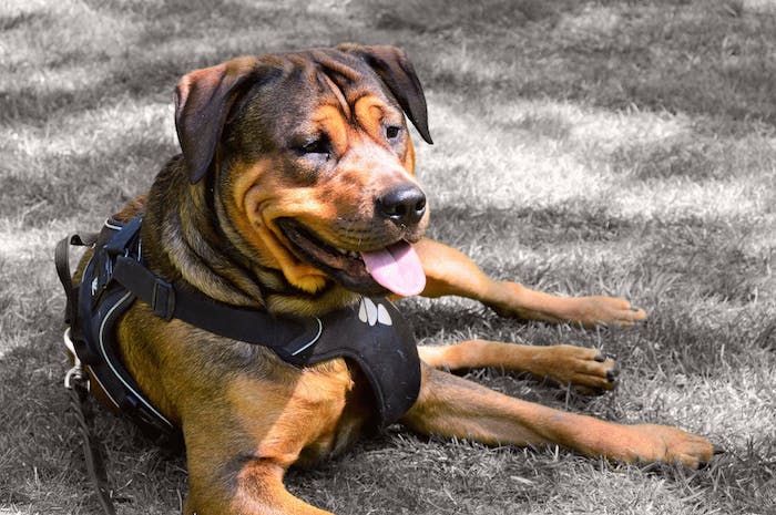 Is a Harness Better Than a Collar for Your Dog?