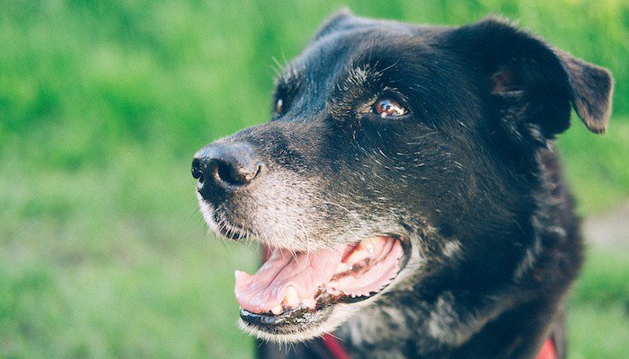 Help Your Dog’s Sensitive Stomach