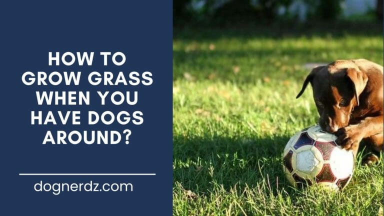 How to Grow Grass When You Have Dogs Around?