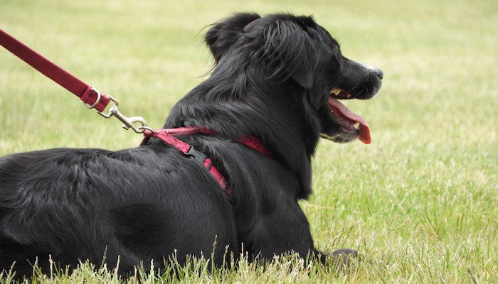 Making Sure Your Dog Is Comfortable With A Harness