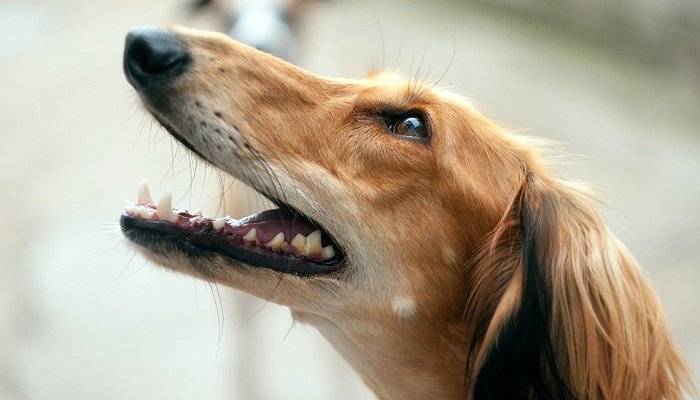 Health Benefits of Dog Treats