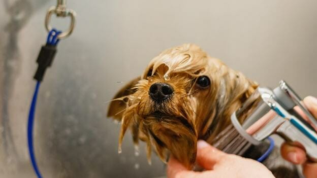 what kind of dog shampoo should i use for puppies?
