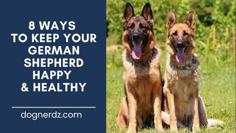 8 Ways to Keep Your German Shepherd Happy & Healthy