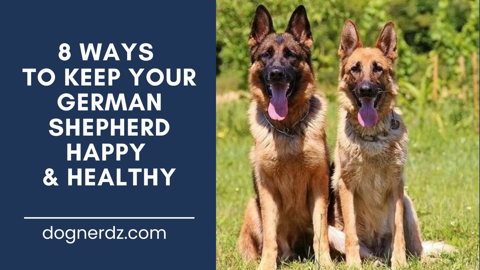 guide on ways to keep your german shepherd happy & healthy