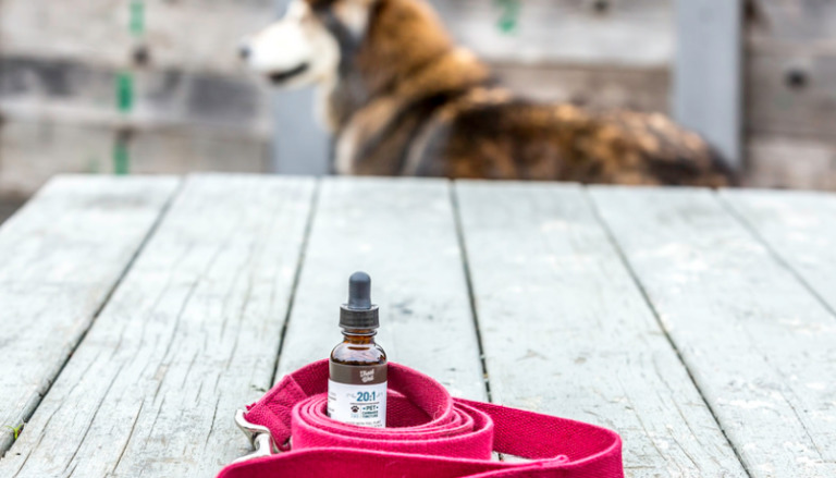 Is CBD Legal to Give My Pet?