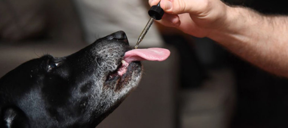 The Question is, can you offer Dogs CBD Oil Intended for Humans?