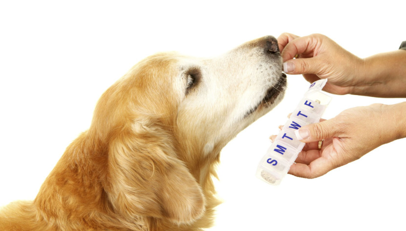 Dog taking medicine